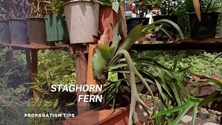 Staghorn fern  Platycerium spp Tips on propagation through Pups and spores and plant care [upl. by Aivil]