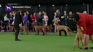 Wirehaired Vizslas  Breed Judging 2019 [upl. by Arreic]