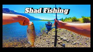 Bonneville Dam Shad Fishing Bank Fishing  2024 Columbia River [upl. by Tebazile922]