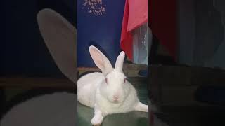 traineddogs modi trainedlabor animal music bunny rabbite cute rabbit mammal pets [upl. by Suissac]