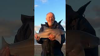 south Withernsea with a 8lb pb smoothound [upl. by Nylirehs930]