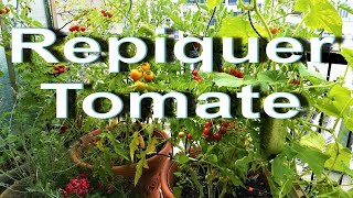 Tomates cerises en pot comment planter  Cherry tomatoes how to plant [upl. by Isbella181]