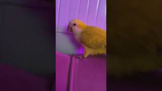 My baby 🦜 parrot pets parrotlover birds [upl. by Nels]