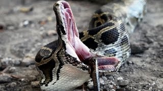 Dangerous Invaders 15 Python Eats Python [upl. by Fernando407]