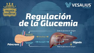 REGULACIÓN DE LA GLUCEMIA [upl. by Tevlev]