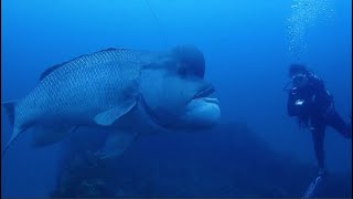 Facts The Asian Sheepshead Wrasse Kobudai [upl. by Goldin468]