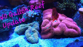 40 Gallon Saltwater Aquarium Reef InnovativeMarine coralreeftank coralreef reef ocean oceanlife [upl. by Ariada32]