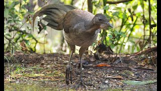 Mimicking sounds of the Lyrebird [upl. by Radu628]