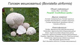 Головач мешковатый Bovistella utriformis [upl. by Kilby]