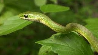 Rough Green Snake Care [upl. by Haianeb]