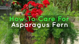 How to Grow and Care for Asparagus Ferns [upl. by Neelhtac849]