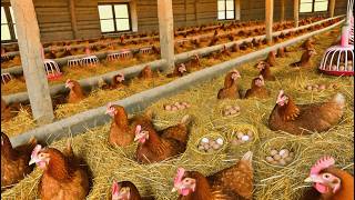 How to Start a Poultry Egg Business  Collecting Chicken Eggs amp Raising Chicks [upl. by Asetal617]