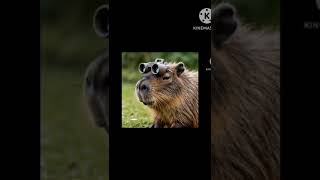 Capy the capybaracapybaraanimation [upl. by Leva]