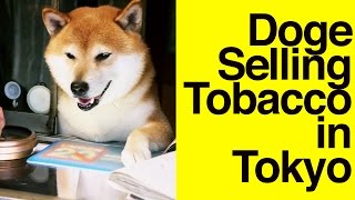 Doge selling tobacco in Tokyo  Shiba Inu [upl. by Angelique]