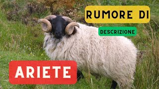 Verso della pecora  descrizione 🐑 Il belare delle pecore il suono di una pecora 🐑 🔈 [upl. by Juan596]