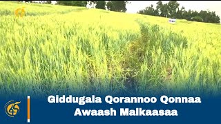 Giddugala Qorannoo Qonnaa Awaash Malkaasaa [upl. by Annaliese]