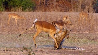 Impala Miraculously Escapes Jaws Of Leopard  The Hunt  BBC Earth [upl. by Adiam474]