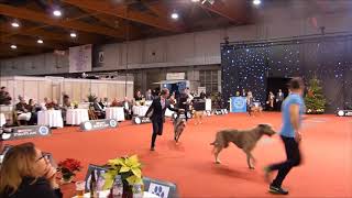 Brussels dog show 17122017 Best in Show Ring Group 10 scottish Deerhound [upl. by Girand]