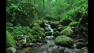 SONIDO DEL AGUA FLUYENDO EN EL RIO PARA DORMIR  WATER SOUND IN THE RIVER FLOWING TO SLEEP [upl. by Dolli]