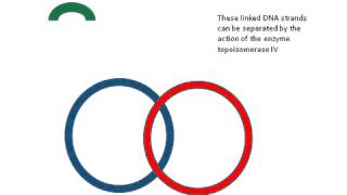 Topoisomerase IV enzyme [upl. by Allcot]