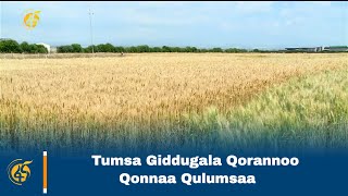 Tumsa Giddugala Qorannoo Qonnaa Qulumsaa [upl. by Ziza]