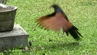 Coucal attacks Cobra in Sri Lanka [upl. by Holcman]