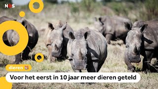 Goed nieuws Meer witte neushoorns in Afrika [upl. by Notnirt]