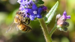 Pollination Trading Food for Fertilization [upl. by Jessabell]