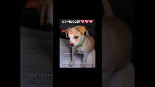 NUGGETTT 💕 fypシ viral dog sillyedit kisses lol capcuttemplate [upl. by Streeter]