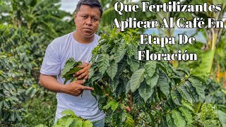 Qué Fertilizantes Aplicar Al Café En Etapa De Floración [upl. by Daukas772]