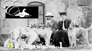 Documental del galgo afgano  Video 1  Historia del galgo afgano [upl. by Neras677]