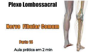 Plexo Lombossacral  Nervo Fibular Comum  Anatomia Humana  Anatomia [upl. by Ahsilrae801]