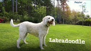 Labradoodle Breed Information Temperament Lifespan amp Facts  Petplan [upl. by Ahsinor186]