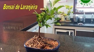 Bonsai de Laranjeira Econós [upl. by Ahsilahs]