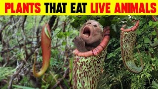 PLANTS WHICH EAT LIVE ANIMAL  CARNIVOROUS PLANTS [upl. by Lekkim891]