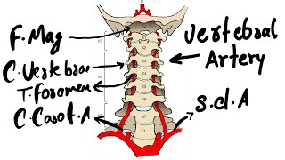 Vertebral artery [upl. by Mannuela]