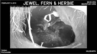 January 5 2013  Jewel the Black Bear Fern and Herbie [upl. by Kcirdneh245]