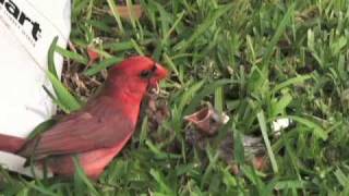 Cardinal feeding baby birds  Awesome [upl. by Yevette]