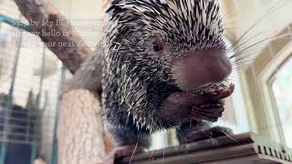 Meet Mocha 8MonthOld PrehensileTailed Porcupine [upl. by Alliuqet]