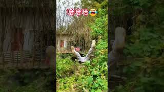 Funny Straw Hat Funny interesting and silly things often found in rural life Top funny video 22 [upl. by Willdon238]