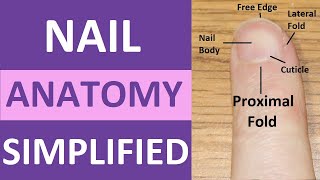 Nail Anatomy and Physiology Structure Lunula Eponychium Hyponychium Free Edge Cuticle [upl. by Jolda]