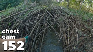 Endless Number Of Branches  Manual Beaver Dam Removal 152  Chest Cam [upl. by Eirovi]