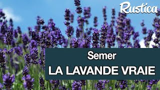 Semer la lavande vraie [upl. by Sesiom]