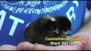 Black Sex Link Chicken Breed  Cackle Hatchery [upl. by Macguiness]