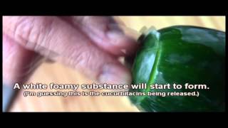 How to Remove Bitterness From Cucumber cucurbitacins [upl. by Nauqram]