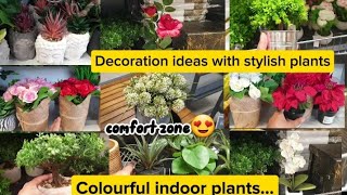 Top beautiful indoor deco plant best colourful plants for home styling Gorgeous deco ideas 2024 [upl. by Drawoh]