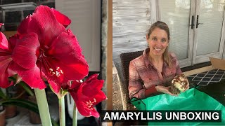 Unboxing New Amaryllis Bulbs And How To Care For Them 🌺 [upl. by Ehttam917]