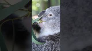 Cutest Wild Animals 🐨 Australian Koalas shorts oliverandlucas [upl. by Aytac]