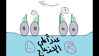 Physiology of Vestibular system  dr Atef  The Balance معجزة التوازن [upl. by Harwell]