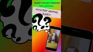 Basset hound comedian tells marvellous Mystery Animal Joke 🤣😂 bassethound dog jokes [upl. by Nylatsirk]